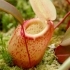 Nepenthes sibuyanensis -- Kannenpflanze 